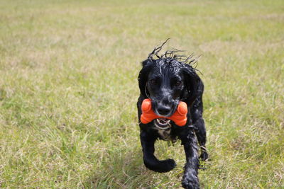 Black dog playing on field