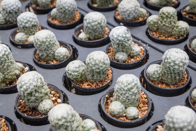 High angle view of succulent plants