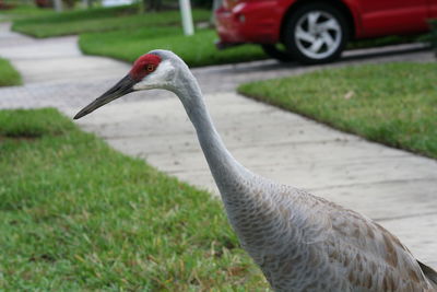 Close-up of bird on field