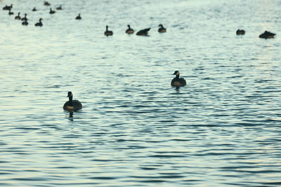 Ducks swimming in lake