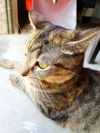 Close-up of cat sitting