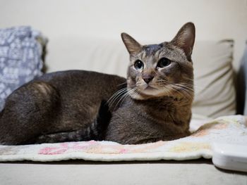 Portrait of cat on sofa