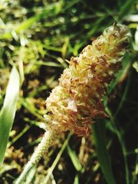 Close-up of plant