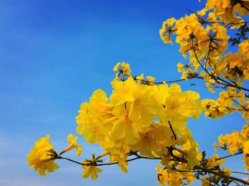 Low angle view of yellow flowering plant against blue sky