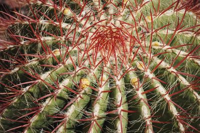 Full frame shot of cactus plant