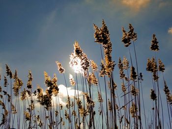 Low angle view of plants against sky