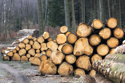 Stack of logs in forest