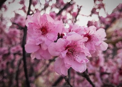 Close-up of pink cherry blossoms in spring