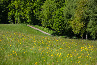 Scenic view of flowering plants on field