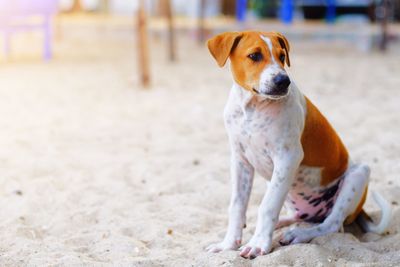 Portrait of dog looking away