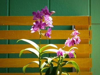 Close-up of pink flowers