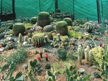 Cactus growing in greenhouse