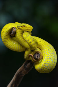 Close-up of snake