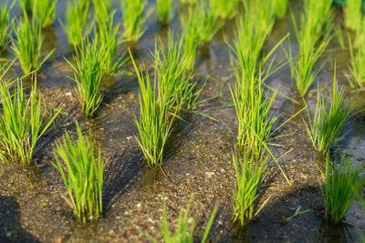 Close-up view of rice plants