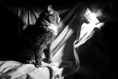 Rear view of cat sitting on bed at home