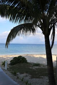 Palm tree by sea against sky