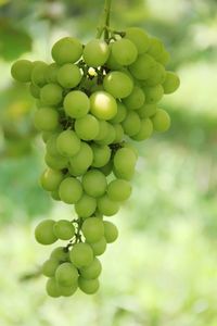Close-up of grapes hanging in vineyard