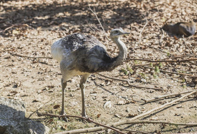 High angle view of bird on field