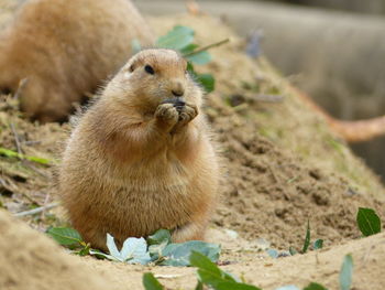 View of beaver