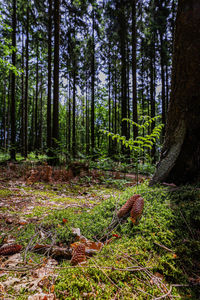 View of trees growing in forest