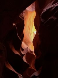 Close-up of flower against black background