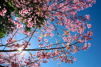 Low angle view of cherry blossom against blue sky