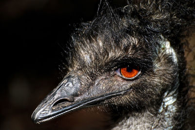 Close-up of bird