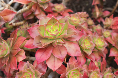 Close-up of pink flowering plant