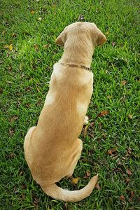 Close-up of dog sitting on field