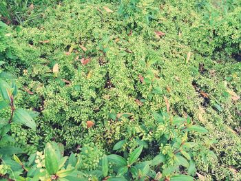 View of plants