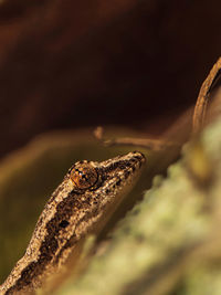 Close-up of lizard