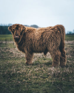 Fluffy cow on field