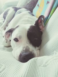 Close-up portrait of dog relaxing on bed