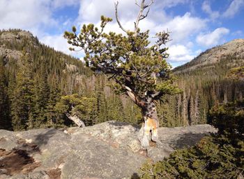 Tree on rock formation at rocky mountain national park against sky