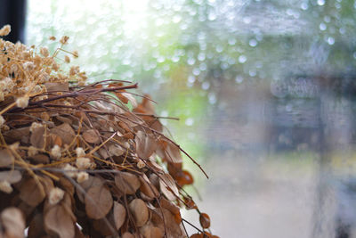 Close-up of wet window during rainy season