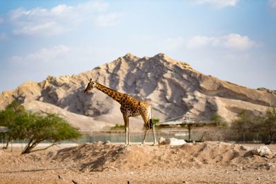 View of giraffe on mountain against sky