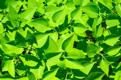 Close-up of green leaves