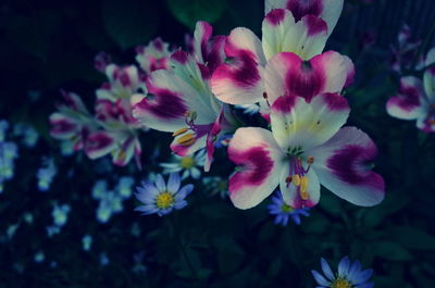 Close-up of pink flowering plant