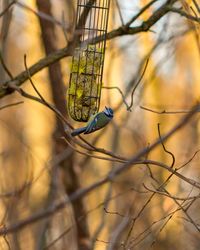 Close-up of bird perching on branch