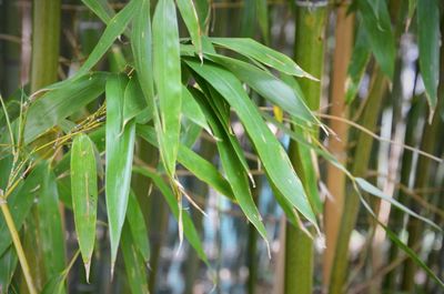 Close-up of plant growing on field