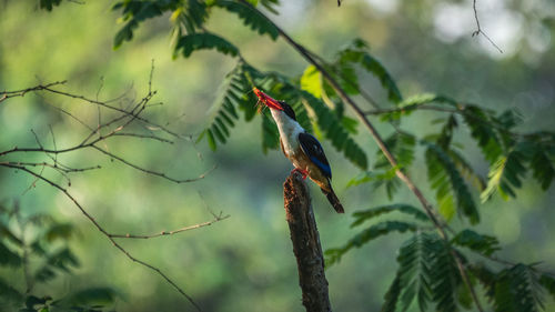 Low angle view of bird perching on branch