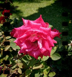 Close-up of pink rose plant