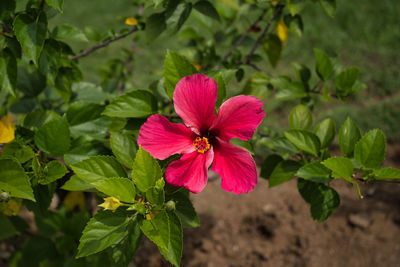 Close-up of pink flowering plant