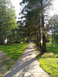 Footpath amidst trees in park