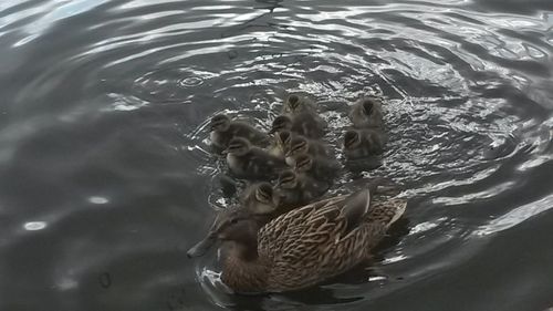 Ducks swimming in the lake