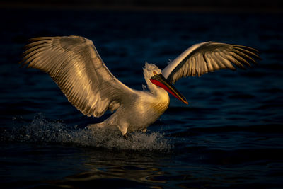 Close-up of bird flying over lake