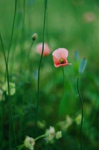 Close-up of flower blooming outdoors