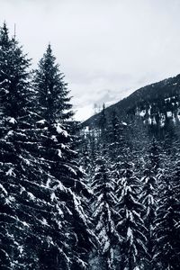 Pine trees on snowcapped mountains against sky