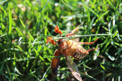 Close-up of bee pollinating flower