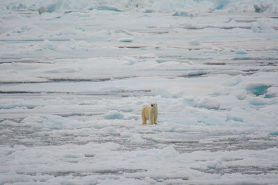 High angle view of polar bear on frozen sea